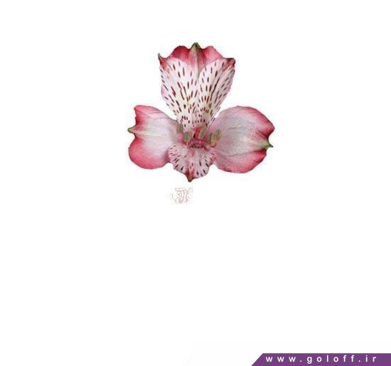 گل آلسترومریا نایروبی - Alstroemeri | گل آف